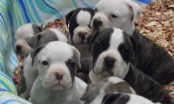Bluebulldogge Double BLUE SUEDE & Rudes' Angie da Bull
pups are here..2 females only Must see!!
Plus7 Pups out of
Bluebulldogge Double BLUE SUEDE & Rudes' Sky
2 blue fawn, 1 white with blue spots, 1 white with black brindle patches. Plz visit are Web site