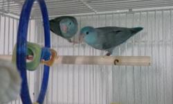 tame male baby blue parrotlet