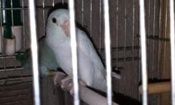 Male and female blue parrotlets available. Please email me with any question all non relared, I have 9 different blood lines healthy and plenty of exercise. Email me with your number so we can talk . thanks.