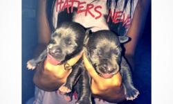 Puppies were born
August 21, 2014 Will come with papers.
1st shots.
Deworming.
6 males 2 females.
now taking deposits on puppy of choice.
you can reach me at @302-276-4078 my name is Joey.
I'm am located in Newark , Delaware