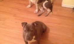 puppies soon
Father
Blue nose
Razor edge / gotti
Mother
Blue nose
Pitbull terrier
Must pick up puppies