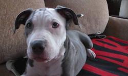 have very pretty blue and white pit bull puppy just 3months great puppy parents champion purple rippon razors edge .has shots and wormed. she will be a nice size ..Female pick of the litter .asking 450 .Please leave a contact number not doing email tags