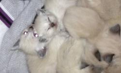 NEW LITTER OF BLUE POINTS AND SEAL POINTS , WILL BE READY TO GO IN A FEW WEEKS, WILL BE LITTER TRAINED AND VET CHECKED AND WEANED . CLEAN, SMOKE AND FLEA FREE HOME
THESE BABIES GO REALLY FAST !!! RAGDOLLS ARE A GREAT BREED TO HAVE IF YOU HAVE CHILDREN :)