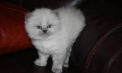 I have a blue point himalayan kitten available. She is a female that is 9 weeks old. She is super lovable and cuddly. She loves to be held and snuggled. Her momma is a blue point and her daddy is a seal point. Both parents are on premises. She has been