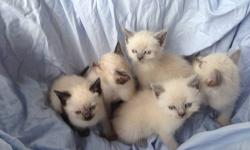 ADORABLE BLUE POINT LYNX RAGDOLLS KITTENS, READY TO GO, LITTER TRAINED, CLEAN SMOKE FREE AND FLEA FREE HOME.