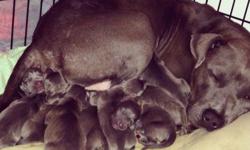 I have a litter of blue american pitbull terriers expected to be here Aug 14, 2014. I own both parents and they both have papers. Puppies will come with 1st shots and deworming. I will post pictures of last 2 litters. If you have any questions please feel