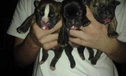 I have 8 Blue/red pitbull puppies , Born Jan. 28th , they will be ready on march 28th. I have 2 females ( the all brown , and the all black ) , and 6 males , the mother is a blue and red pit and father is all blue.
Email me for more info/pics , or TEXT