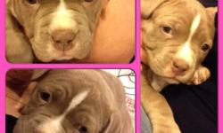 blue tri american bully pups 5 weeks old come with shots and papers, mother is a blue tri and father is a purple tri. call for more info 914 689-1708. MALES & FEMALES