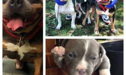 hi we have beautiful blue tri puppies comes with shots and papers, pups are ready to go , call for more pictures .