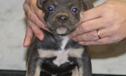 We have a male and female available off Mr. Grinch X Tri Fecta 7 weeks old both Blue Tri Color. Pups will be beautiful dogs when it's all said and done. Pedigrees on BullyPedia if interested call me directly 845-674-6003 my name is Jimmy...
