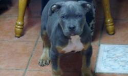 We produce the best XL Blue and Blue-Tri pitbulls around.
12 week old Blue Tri male pup. Healthy and vet checked UKC papers in hand. This pup is beautiful and will be huge pictures of pup and parents below. best deal. serious buyers only.
Thank you.