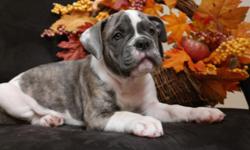 WE have 2 Olde English bulldogges pups available . All pups have had their tails and dew claws removed,vet check ,shots.They were born on 08/25/2014. Are both parents registered with the International Olde English Bulldogge Association(IOEBA), We focus on