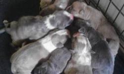 We have 9 American Pitbulls they come with UKC Registration Papers they were born July10,2013. For more info call 315-577-2585