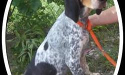 Bluetick Coonhound - Cammie - Medium - Young - Female - Dog
THIS IS A COURTESY POSTING FOR CAMP MUDDY PAWS Cammie is a 7 month old purebred Bluetick Coonhound,she is not trained to hunt,she is housebroken,crate trained.She is spayed,utd on shots.She is a
