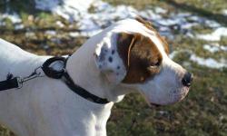 Bluetick Coonhound - Dutchess - Large - Young - Female - Dog
A litter mate of Freckles, Duchess is a 20 month old Blue Tick Coonhound and American Bulldog mix. Primarily white with a few taffy patches especially by her eyes, she is a stunning looking dog.