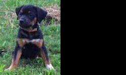 Bluetick Coonhound - Ready Sat., Oct. 20th - Medium - Baby
Dogs Name: MaeWest. This gorgeous pup was recently rescued from a high kill shelter. He/She will first be ready to meet and/or adopt at our shelter on SATURDAY, OCT. 20th, during our normal hours