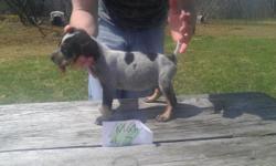 Dazy- was born 3.17.14 she is a ukc registered bluetick coonhound she has ukc papers and is ukc proformaced .. we have a lot of young dogs at the time and just don't have time for her.. ***ill only sell her someone who is a raccoon hunter**** call or txt