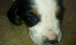 Bluetick Walker Mix Puppies. Only 1 Female left! She is ready to go to her new home. Call 585-794-8004