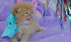 Persian kittens, purebred: "Bo Peep", Pretty Red-tabby female (born 9/24, ready after 11/18). Gentle, affectionate, and out-going, and expected to reach 7 lbs after 2 years of age; dog-friendly. Her eyes will turn a bright Orange-gold like her father's,