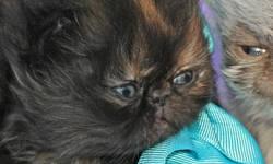 Persian kittens, purebred: "Bo Peep", Pretty Tortie female (born 10/31, ready after 12/26). Gentle, affectionate, and out-going, and expected to reach 7 lbs after 2 years of age; dog-friendly. Her eyes will turn a bright Orange-gold like her father's,