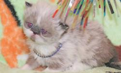 Persian Himalayan kittens, purebred: beautiful Blue-eyed Seal-point w/White female (born 11/28, ready after 1/28). Very gentle, affectionate, and out-going. Her eyes will stay Blue. She can be expected to reach 6-7 pounds or less, after 2 years of age.