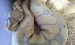 Boa:
Motley Het Albino (Male) Bought From Jeremy Stone.
Feeding on small rats weekly (Frozen). stunning looking. Re-homing fee is $150.00
Ball Pythons:
Banana Yellow Belly Ball Python (male)
well started 360 grams
Feeding on Live mice weekly Re-homing