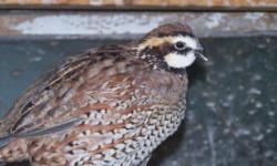 Bobwhite Quail and Chukars for sale young adults 5.00 each call 845-750-6542