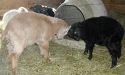 boer Spanish cross goats 3 mths old utd on shots worming
tan black/white
and pure Spanish