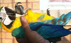 currently hand feeding two beautiful 11wk old blue n gold macaw!! these guys are very healthy,closed banded and they are available to good caring homes for $975 each, these guys are on two hand feeding a day babies are almost fully feathered and they are