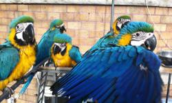 got two babies up for sale available to experience hand feeders only 5wks old asking 875 ...(MUST HAVE HAND FEEDING EXPERIENCE)
one 7.5 months old bolivian blue n gold, very friendly,closed banded,very healthy 950 with large macaw cage..$11oo...you can
