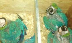 babies currently hand feeding !! pure bred Bolivian blue n golds available to experience hand feeders babies are currently 6wks old asking $950 each...
these guys are very healthy,closed banded babies,dna pending. for more details 347 351 9697...serious