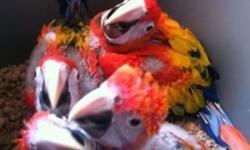 Bolivian blue n gold 8 wks old unweaned $999 very chubby
Wide yellow band South American scarlet macaws unweaned $1200
These guys are available to experience hand feeders..
Shipping is available for more details 347 351 9697..