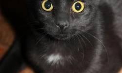 Bombay - Cary Grant - Large - Young - Male - Cat
If you like big wet kisses, a kitten who loves to snuggle in your arms, a flirt who is always ready to play, Cary Grant is the handsome guy for you. He charmed his way into the home of his Brooklyn rescuer,