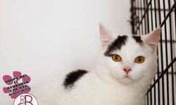 Bombay - Mario - Medium - Young - Male - Cat
Mario is a stunning Bombay male with striking yellow-green eyes. He is super friendly to people, but would prefer to be an only cat in the home. He's very playful and has excellent hunting skills. If you want a