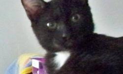 Bombay - Sal - Small - Baby - Male - Cat
Sal is an irrepressable black siamese-bombay mix male kitten with a white medallion on his neck, and a sprinkling of "salt" on his sleek black coat. This active boy, together with his seven littermates, were born