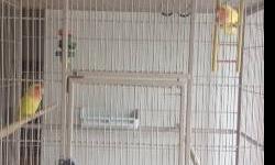 The birds will come with their cage and nest. They have laid eggs before but they never hatched. I believe the condition was not optimum for breeding, but someone with some experience can get things going.
The cage alone was over $125 and I have had the