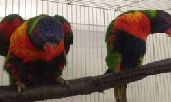 Young, bonded pair of Rainbow Lorikeets. Have not been setup. Very comical and animated.
Located in the Finger Lakes region of NY. Can meet a reasonable distance or shipping is available via Delta Airlines at buyer's expense.