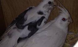 This pair are going into nest now. The female is albino and the male is heavy pied white face. Used cages available for an extra fee.
Free delivery within NYC, Long Island and NJ. No shipping.
For DNA AVIAN BIRD SEXING TEST GO TO ACCU-METRICS.COM