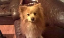 i have a young male and female pure Pomeranian bonded pair for adoption. house trained, kennel trained, UTD on vaccines, would prefer they go together to a quite house hold with older kids or no kids. must sign a spay/neuter contract. please email for