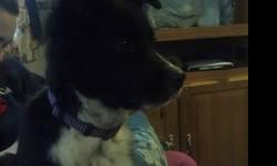 Border collie blue heeler cross male15 weeks old. Has first two puppy vaccines 90% house trained knows basic commands. Needs large yard to play in no small children.$100 rehoming fee to approved home only.