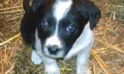 Several pups available. Some have Border Collie hair others have a short coat. Born first shots and worming. Parents are working dogs/pets. Some are black and white, others mostly black. Email for pictures. Don. 9/16/12