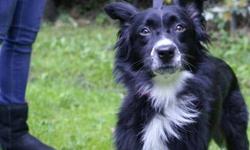 Border Collie - Calli - Medium - Young - Female - Dog
Cali is a 10 month old medium size stunning black and white border collie. Cali, along with her family, was surrendered to animal control by her owner. No pet should have had to live in the implorable