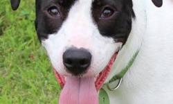 Border Collie - Chianti - Medium - Young - Female - Dog
BORN: 1/2012
SEX: Spayed Female
COLOR: Black & White
BREED: Lab Ret. Mix
WEIGHT: 44 lbs
CAME TO ARF: Rescue from a kill shelter in SC
PERSONALITY: Active,happy, affectionate young girl. This dog has
