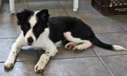 Border Collie - Chloe - Medium - Baby - Female - Dog
Chloe is a four month old Border Collie who was an owner surrender from a family in Tennesee and recently came to our rescue. (the surrendering family found the energy level was too high for them.) This