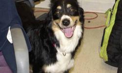 Border Collie - Chloe - Medium - Young - Female - Dog
Chloe is a 10 month old medium size beautiful black and white border collie with tan markings. Chloe, along with her family, was surrendered to animal control by her owner. She was tied up in the