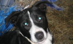 Border Collie - Fred - Medium - Young - Male - Dog
CHARACTERISTICS:
Breed: Border Collie
Size: Medium
Petfinder ID: 24773075
ADDITIONAL INFO:
Pet has been spayed/neutered
CONTACT:
North Country Animal Shelter | Malone, NY | 518-483-8079
For additional