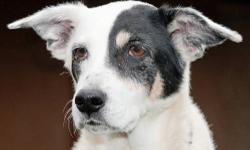 Border Collie - Hannah - Small - Adult - Female - Dog
Do you have a gentle nature? Do you find it rewarding to help a shy dog blossom? Then meet Hannah, a small, 5-year-old, female, border collie mix. We think this girl has the potential to really shine!