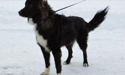 Border Collie - Max - Medium - Young - Male - Dog
Max is a 1 yr old neutered border collie mix. He is not leash trained. He is a soft & sweet dog, but a little pushy with food. He should not be around children with food. He would benefit from regular