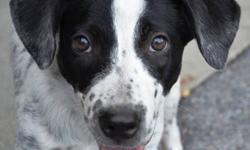 Border Collie - Panda - Medium - Baby - Male - Dog
Meet Panda, a 3 month old Border Collie mix! Panda is a sweet, playful boy who is good with other dogs, cats, and kids. This dog will only be available to be seen by pre-approved applicants by appointment