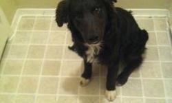 Sweet disposition
House trained
6 months
Very sweet
Calm disposition
Good w other dogs and cats
House trained
Female
Half boarder collie half poodle
Vaccine all
Her rehoming fee is
350 price is negotiable
845-275-2581
This ad was posted with the eBay